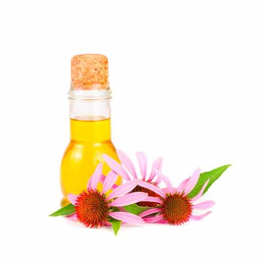 Echinacea Oil