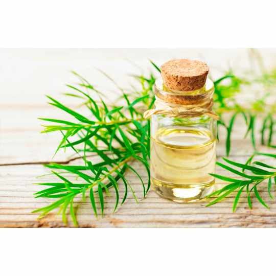 Gambar Tea Tree Oil